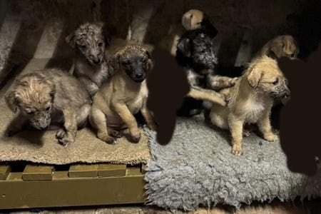 Seven lurcher puppies sit on a rug