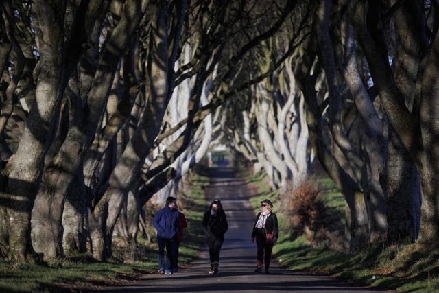 Dark Hedges trees