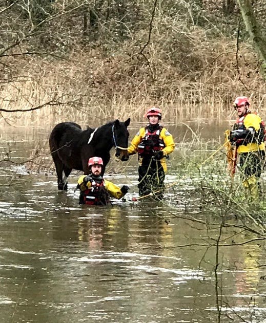 A pony was rescued from a flooded field in Guildford (RSCPA/PA)