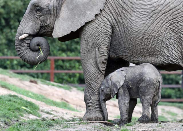 Baby elephant at Howletts Wild Animal Park