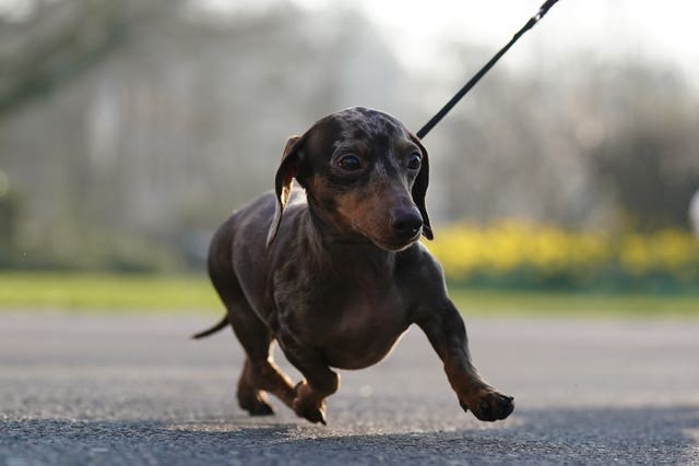 A Dachshund walking along a pavement