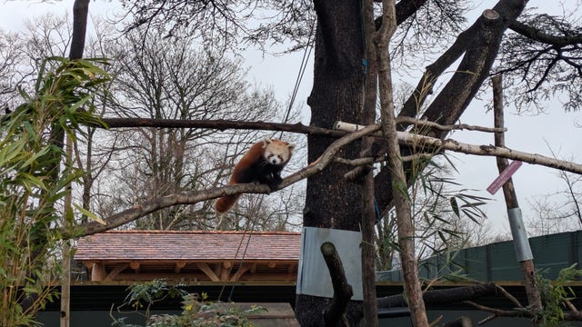 Asha the panda sitting on a tree's branch