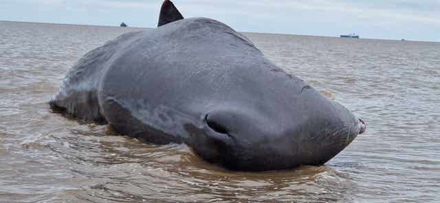 Stranded whale at Cleethorpes