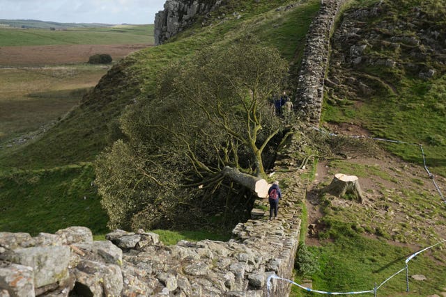 Sycamore Gap tree trunk installation