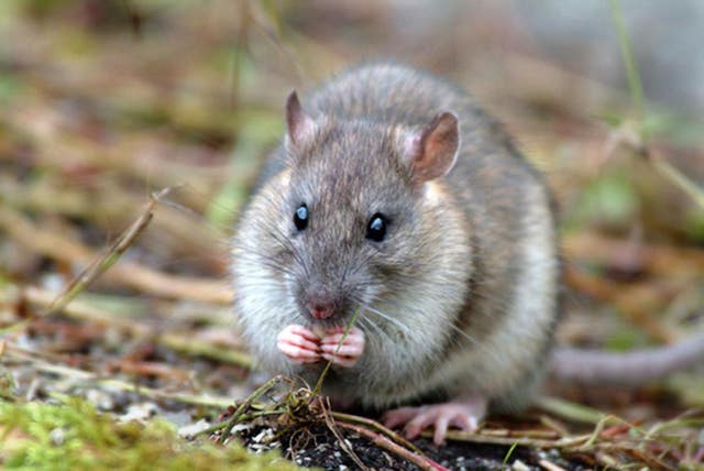 Rats eradication