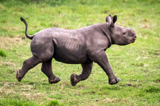 Endangered Black Rhino born at Yorkshire Wildlife Park