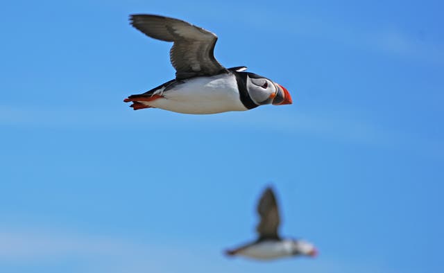 Puffin numbers on Farne Islands