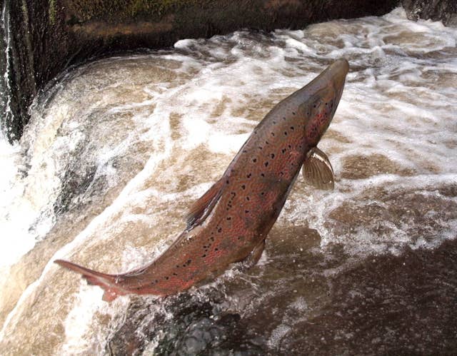 Migrating salmon (Environment Agency/PA)