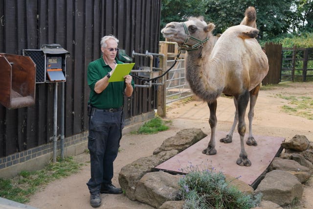 ZSL London Zoo annual weigh-in