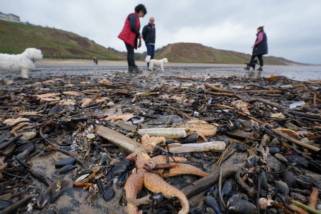 Shellfish washed up on Saltburn beach