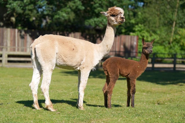 Baby alpaca at Blair Drummond Safari Park