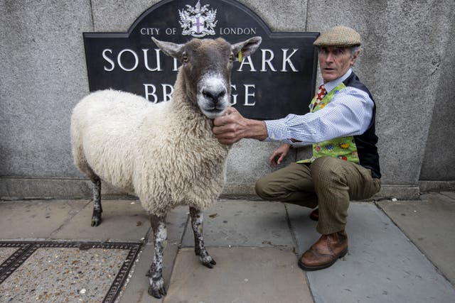 10th London Sheep Drive TOP CHEF RICHARD CORRIGAN TO LEAD 10th LONDON SHEEP DRIVE