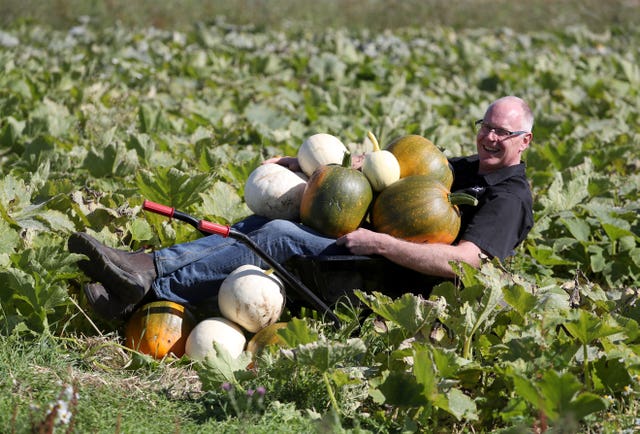 Pumpkin fields