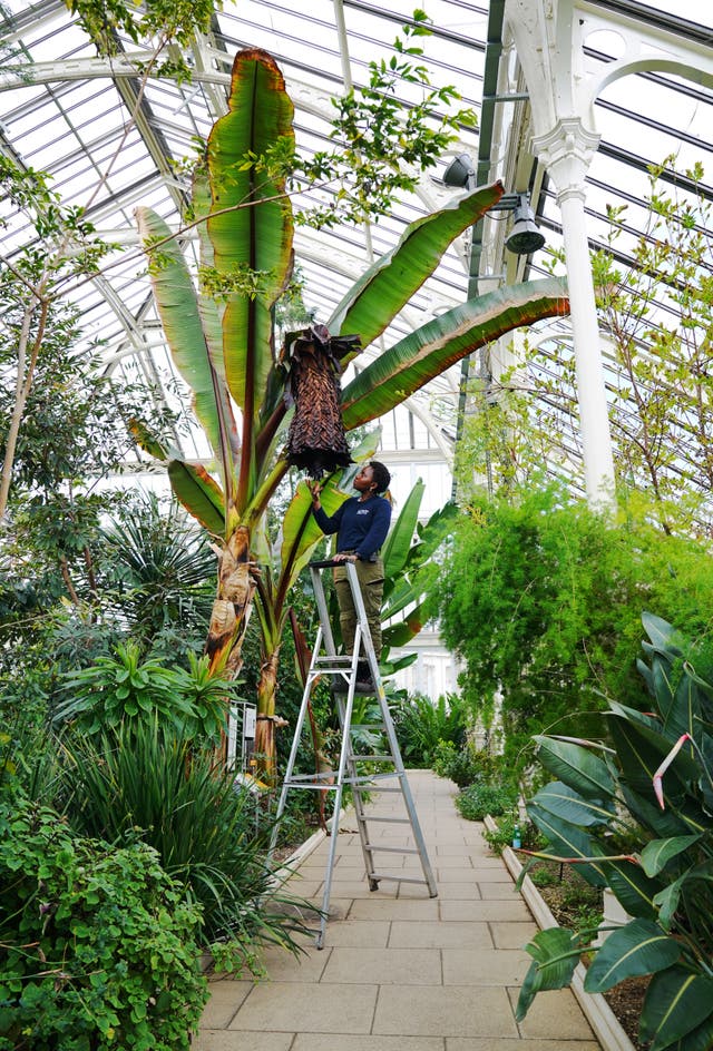 Enset tree at Kew Gardens