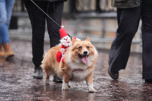 A corgi during the London Christmas jumper corgi parade