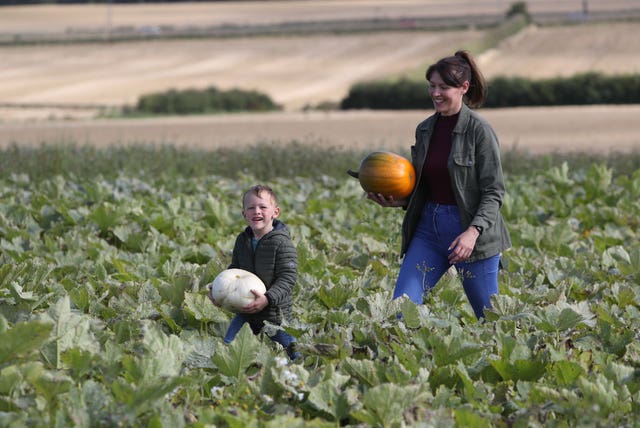 Pumpkin fields