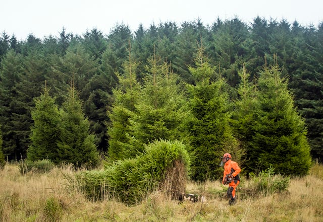 Forestry Commission Christmas trees