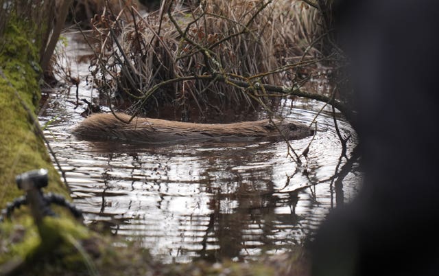 Beaver release