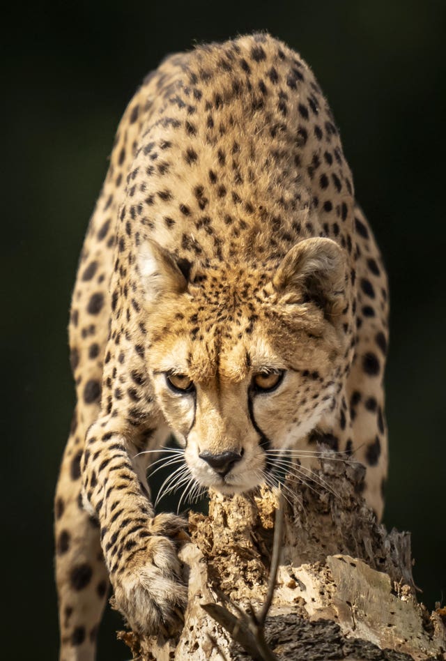 Endangered cheetahs arrive at Yorkshire Wildlife Park | Oxford Mail