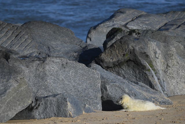 Grey seal pupping season