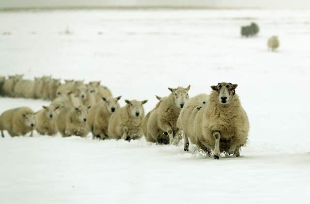 Sheep run through the snow on Craigannet Farm in the Carron Valley near Stirling (Andrew Milligan/PA)