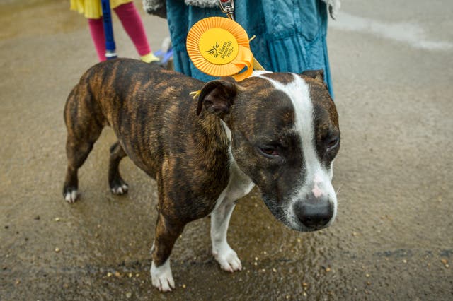 A dog with a Liberal Democrat rosette attached to its lead