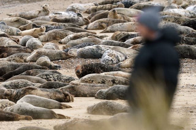 Atlantic grey seal annual moult – Norfolk