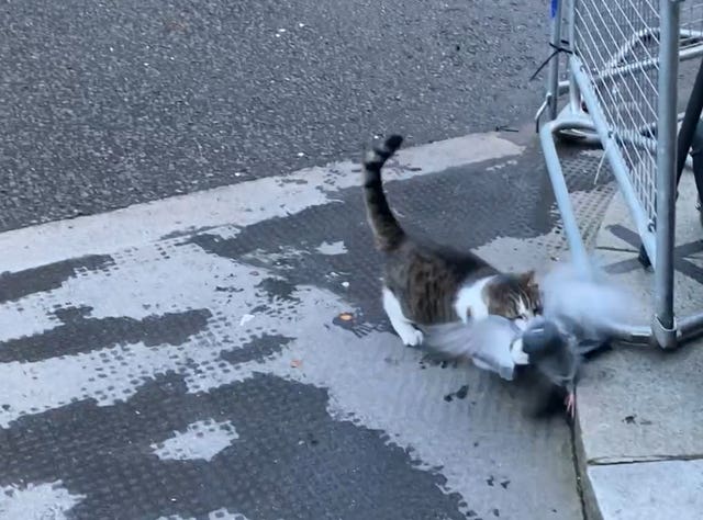 Larry the Cat stalking a pigeon in Downing Street 