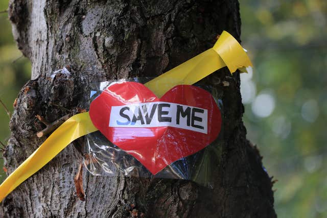 Tree felling in Sheffield