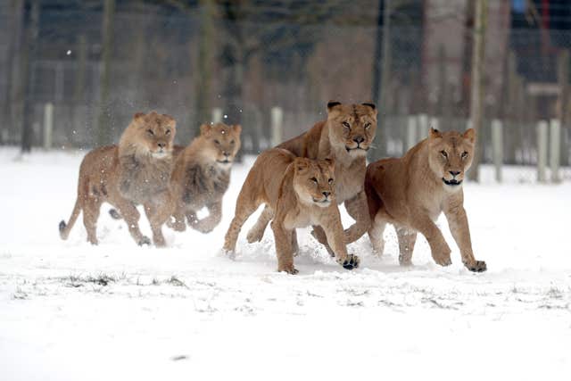 Lions in the snow at Blair Drummond Safari Park (Andrew Milligan/PA)