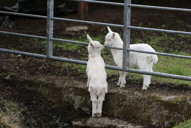 The pair are the offspring of a nanny goat and a ram (Brian Lawless/PA)