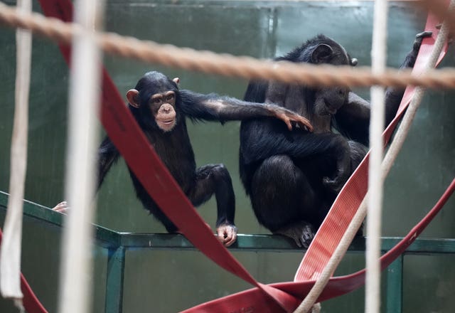Chimpanzees at Blair Drummond Safari Park