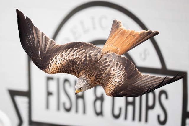A Red Kite flying past a Fish & Chips sign