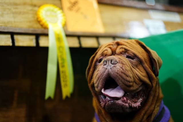 A Dogue de Bordeaux panting, while sitting under a yellow rosette