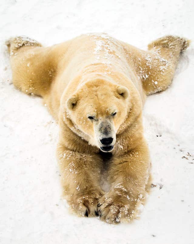 Victor the polar bear thrives in the conditions at Yorkshire Wildlife Park (Danny Lawson/PA)