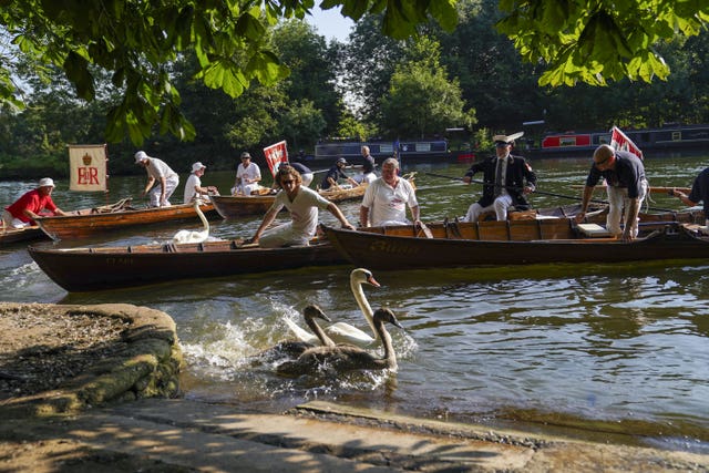 Swan Upping