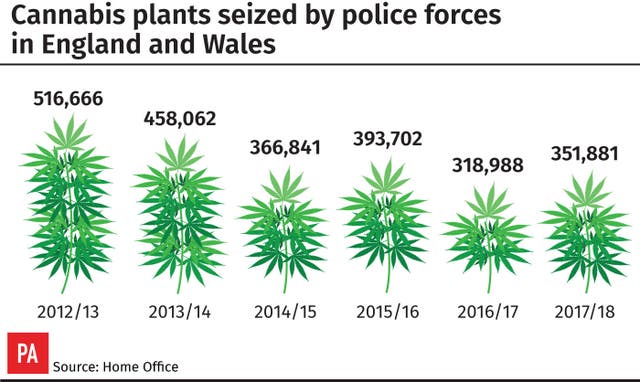 Cannabis graphic