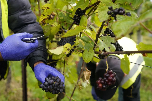 English wine harvest