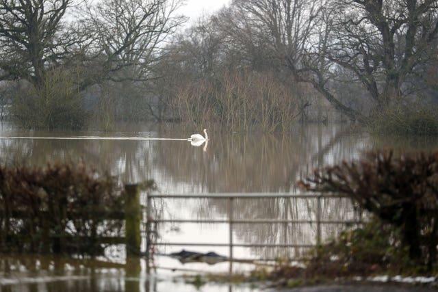 A swan swims across flooded fields