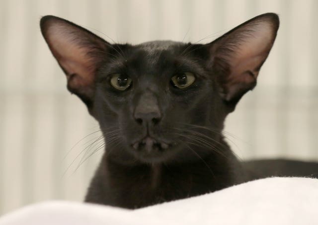 Dundee Cat Show