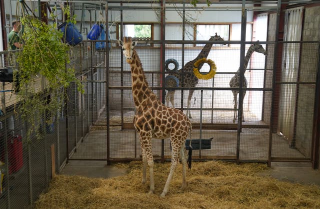 Noinin the giraffe in her enclosure, with two other giraffes in the background
