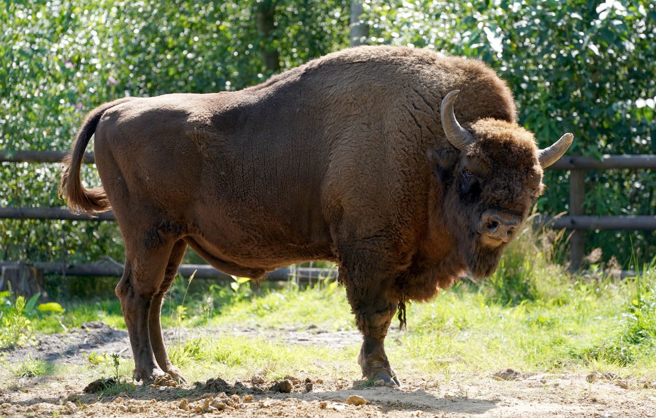 Bison set for release into British woodland to help nature and climate ...