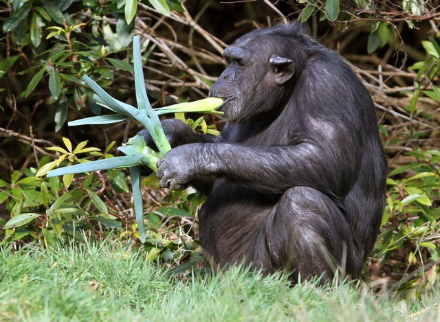 Chimpanzees in herb garden