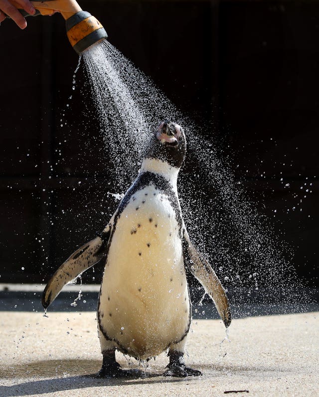 Penguin