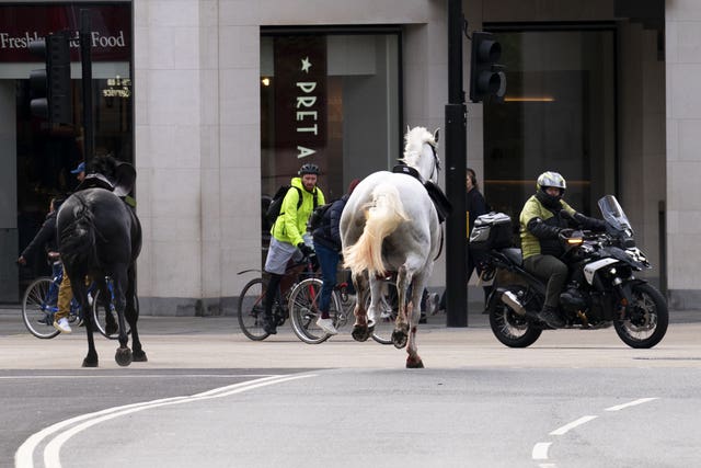 Horse incident in London