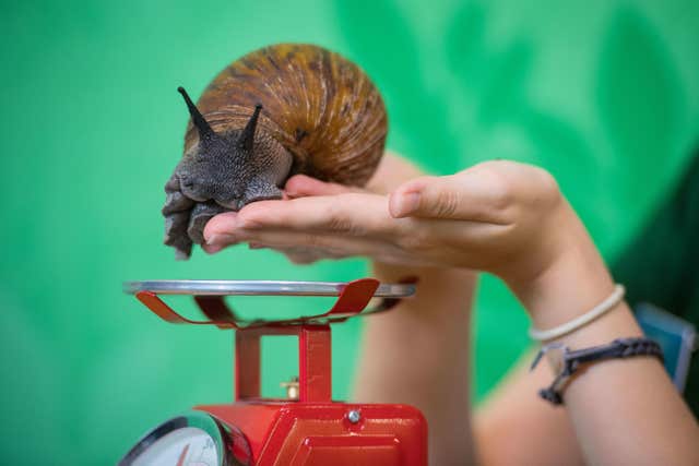 London Zoo annual weigh-in