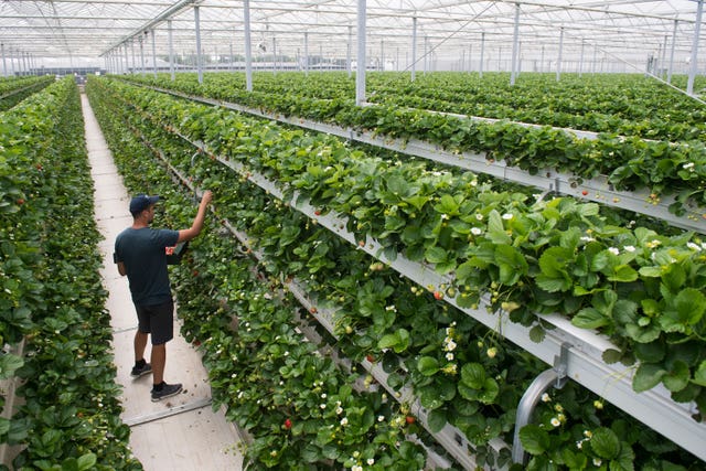 A worker harvests strawberries from tall, vertical planters