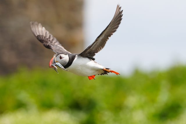 A puffin flying with sand eels in its beak on the Farne Islands 