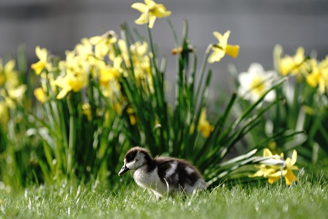 An Egyptian goose gosling in front of daffodils