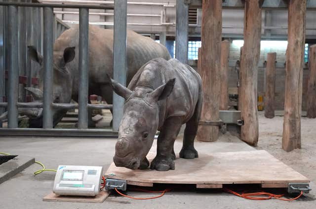 Rhino is weighed